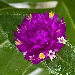 Meet your Posher, Maggi